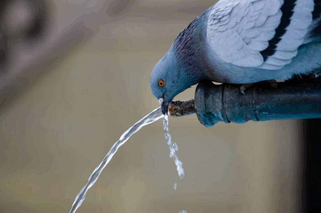 a bird drinking water